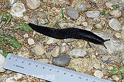Foto: Schwarzer Schnegel (Limax cinereoniger)