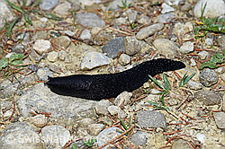 Schwarzer Schnegel (Limax cinereoniger) (08.05.2020, F165358)