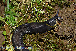 Foto: Schwarzer Schnegel (Limax cinereoniger)