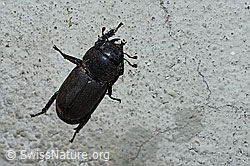 Balkenschröter (Dorcus parallelipipedus) (F165479) Balkenschröter (Dorcus parallelipipedus) (F165479)