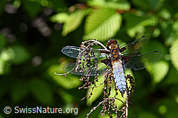 Plattbauch (Libellula depressa) (F165627) Plattbauch (Libellula depressa) (F165627)