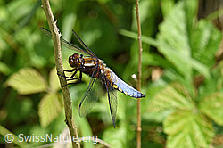 Plattbauch (Libelle) (F165632)