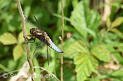 Plattbauch (Libelle) (F165635)
