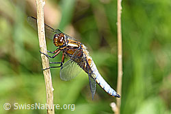 Plattbauch (Libelle) (F165638)