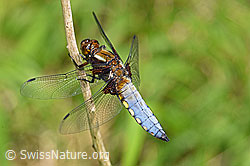 Plattbauch (Libellula depressa) (F165641) Plattbauch (Libellula depressa) (F165641)