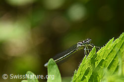 Blaue Federlibelle (Platycnemis pennipes) (F165645) Blaue Federlibelle (Platycnemis pennipes) (F165645)