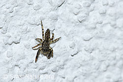 Springspinne (F165830)