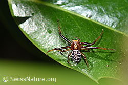 Xysticus audax (Krabbenspinne) (17.05.2020, F165842)