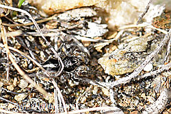 V-Fleck-Springspinne (Aelurillus v-insignitus) (F165898)