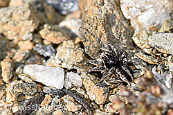 V-Fleck-Springspinne (Aelurillus v-insignitus) (F165905)