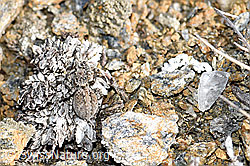 V-Fleck-Springspinne (Aelurillus v-insignitus) (F165910)