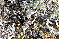 V-Fleck-Springspinne (Aelurillus v-insignitus), Weibchen (F165925)