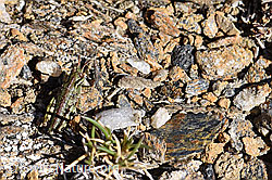 Nordische Gebirgsschrecke (Bohemanella frigida) (F165937)