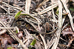 Pardosa monticola (Wolfspinne) (F165997)