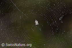 F166049: Spinne im Netz