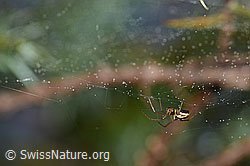 F166052: Spinne im Netz