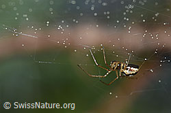 F166053: Spinne im Netz