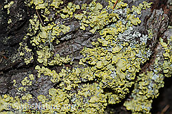 F166056: Flechte auf Lärchenstamm