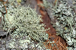 F166061: Flechte auf Lärchenstamm