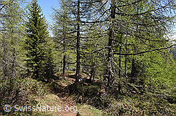 F166071: Lichter Lärchenwald