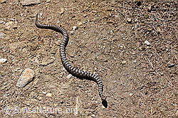Aspisviper (Vipera aspis) (21.05.2020, F166074)