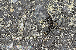 F166090: Krabbenspinne