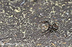 F166093: Krabbenspinne