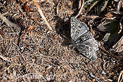 Kleinschmetterling (22.05.2020, F166141) Kleinschmetterling (22.05.2020, F166141)