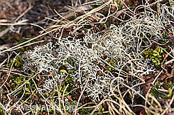Milde Rentierflechte (Cladonia mitis) (22.05.2020, F166143)