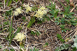 Frühlings-Segge (Carex caryophyllea) (F166174)