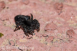 Sitticus pubescens, Weibchen (23.05.2020, F166234)