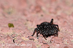 Sitticus pubescens, Weibchen (F166243)