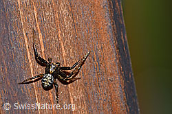 F166252: Krabbenspinne