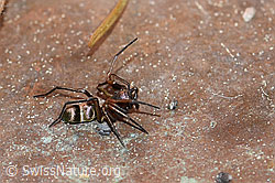 Micaria fulgens (Plattbauchspinne) (F166258)