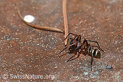 Micaria fulgens (Plattbauchspinne) (23.05.2020, F166260)