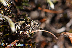 V-Fleck-Springspinne, Männchen (Aelurillus v-insignitus) (F166288) V-Fleck-Springspinne, Männchen (Aelurillus v-insignitus) (F166288)