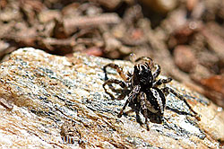 V-Fleck-Springspinne (Aelurillus v-insignitus), Männchen (24.05.2020, F166296)