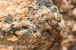 Krabbenspinne (F166303)