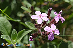 Rotes Seifenkraut (Saponaria ocymoides) (24.05.2020, F166306)