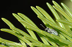 Weissdorn-Blattrüssler (Phyllobius betulinus) (24.05.2020, F166323)