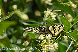 Schwalbenwurz (Vincetoxicum hirundinaria)