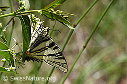 Segelfalter (Iphiclides podalirius) auf Schwalbenwurz (Vincetoxicum hirundinaria) (24.05.2020, F166346)