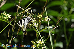 Segelfalter (Iphiclides podalirius) auf Schwalbenwurz (Vincetoxicum hirundinaria) (F166348) Segelfalter (Iphiclides podalirius) auf Schwalbenwurz (Vincetoxicum hirundinaria) (F166348)