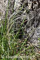 Zierliches Federgras (Stipa eriocaulis) (24.05.2020, F166357)
