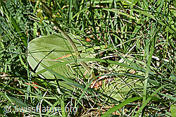 Grosses Zweiblatt (Listera ovata) (F166386) Grosses Zweiblatt (Listera ovata) (F166386)