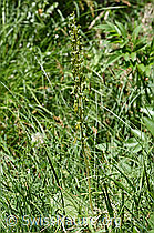 Grosses Zweiblatt (Listera ovata) (F166388) Grosses Zweiblatt (Listera ovata) (F166388)