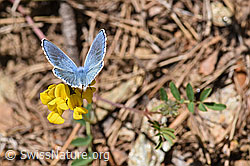 Hauhechelbläuling (Polyommatus icarus)