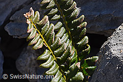 Lanzenfarn (Polystichum lonchitis) (29.05.2020, F166626)