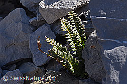 Lanzenfarm (Polystichum lonchitis) (29.05.2020, F166627)
