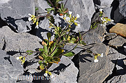 Alpen-Gänsekresse (Arabis alpina) (F166638) Alpen-Gänsekresse (Arabis alpina) (F166638)